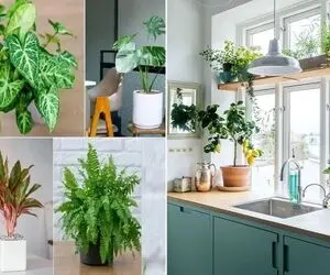 گیاهان مناسب برای اپن آشپزخانه / معرفی انواع گل های آویز و رونده، ساکولنت و مینیمال