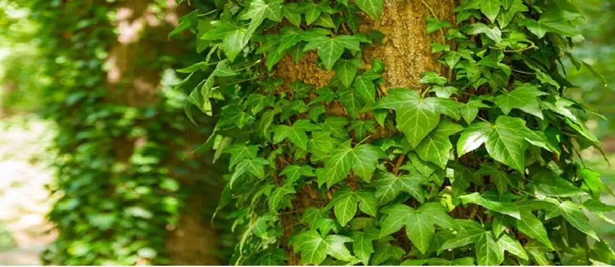 گیاهانی که سریع رشد می کنند