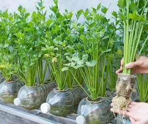 ایده های خلاقانه؛ کشاورزی حرفه ای در حد بوندسلیگا با بطری های پلاستیکی دوغ و نوشابه