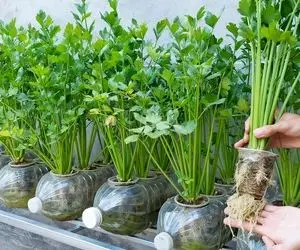 ایده های خلاقانه؛ کشاورزی حرفه ای در حد بوندسلیگا با بطری های پلاستیکی دوغ و نوشابه