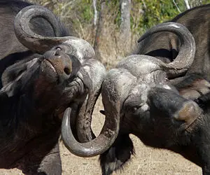 مستند حیات وحش؛ بوفالوهایی که وقتی وحشی بشن فقط با گلوله متوقف میشن