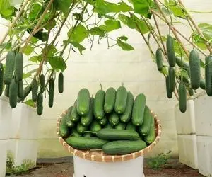 کشاورزی نوین؛ میخوای خیار بکاری ولی باغچه نداری؟ خیالی نیست تو جعبه یونولیتی بکار