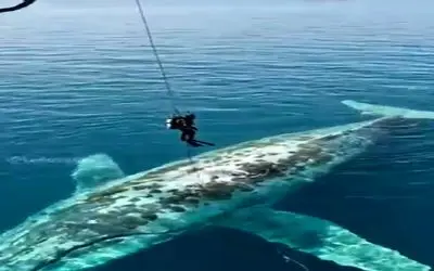 مستند کاوش؛ غواص ها با هلیکوپتر پریدن رو تن نهنگ غول پیکر با تجهیزات کامل حمومش کردن