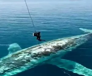 مستند کاوش؛ غواص ها با هلیکوپتر پریدن رو تن نهنگ غول پیکر با تجهیزات کامل حمومش کردن