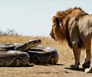 حیات وحش مصنوعی / چه کسی در نبرد شیر و مار غول صدر نشین است؟