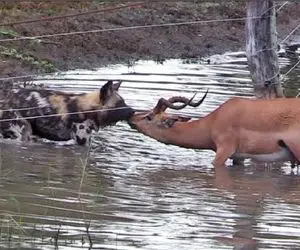 مستند حیات وحش؛ ایمپالا تو ریلکسیشن بود که سگ وحشی شرحه اش گرد