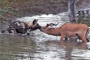 مستند حیات وحش؛ ایمپالا تو ریلکسیشن بود که سگ وحشی شرحه اش گرد
