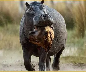 از جذابیت‌های حیات وحش؛ اسب آبی سفاک سر شیر رو از قفا جدا کرد سوغاتی داد به رئیسش