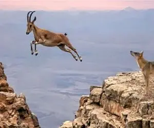 مستند حیات وحش؛ جاذبه غلام حلقه بگوش بز کوهیه دشمناش رو میفرسته قهقهرا