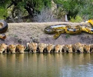 از جذابیت های حیات وحش؛ مواجهه شیرهای تشنه لب برکه با کابوس مارهای پیتون گشنه