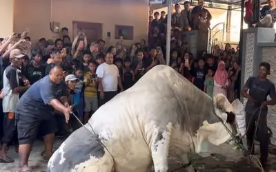 حیوانات غول جثه؛ گاو 2000 کیلویی که به قدری سنگینه یه جماعتی در تلاش اند تا مهار کنن