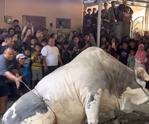 حیوانات غول جثه؛ گاو 2000 کیلویی که به قدری سنگینه یه جماعتی در تلاش اند تا مهار کنن