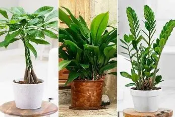 گیاهان آپارتمانی مقاوم؛ نیاز نوری؟ سر سوزن، آبیاری؟ دو هفته یه بار، مخصوص تنبل ها