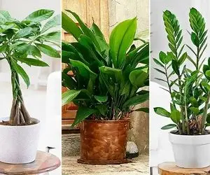 گیاهان آپارتمانی مقاوم؛ نیاز نوری؟ سر سوزن، آبیاری؟ دو هفته یه بار، مخصوص تنبل ها