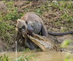 مستند حیات وحش؛ تمساح نمیزاره کسی از برکه اش آب بخوره