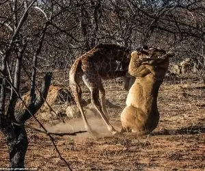 بدایع حیات وحش؛ زرافه ددمنش با گردن پیچید دو شیر سفاک خفه ش کرد کفتار خورد