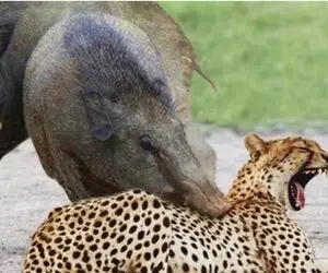 دانلود حیات وحش؛ وایلد داگز، لئوپارد در مقابل ایمپالا