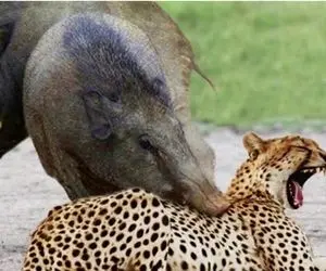 دانلود حیات وحش؛ وایلد داگز، لئوپارد در مقابل ایمپالا
