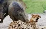 دانلود حیات وحش؛ وایلد داگز، لئوپارد در مقابل ایمپالا