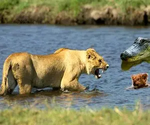 شاهکار حیات وحش / جدال خصمانه شیر و تمساح برای بلع و نجات توله شیر درحال غرق