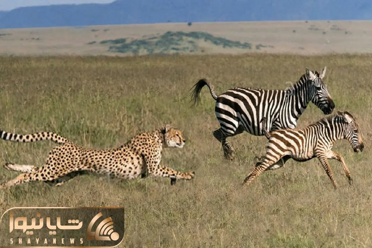 Cheetahs Run at Full Speed to Catch Zebra 