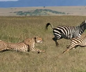 از جذابیت های حیات وحش؛ و این بار گورخر بخت برگشته شام یوزپلنگ و توله هایش شد