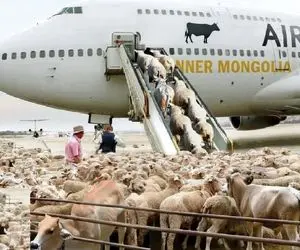 جابه جایی جانکاه؛ گوسفندا از نیسان سواری به پرواز پریمیوم با هواپیمای اعیونی رسیدن