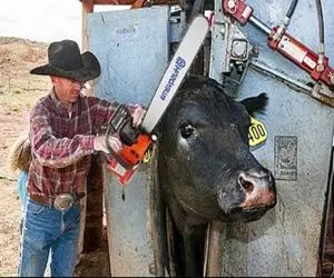 فرآوری گاو؛ شاخ 10000متری گاو رو با اره برقی برید برای ساخت اسلحه و قمه