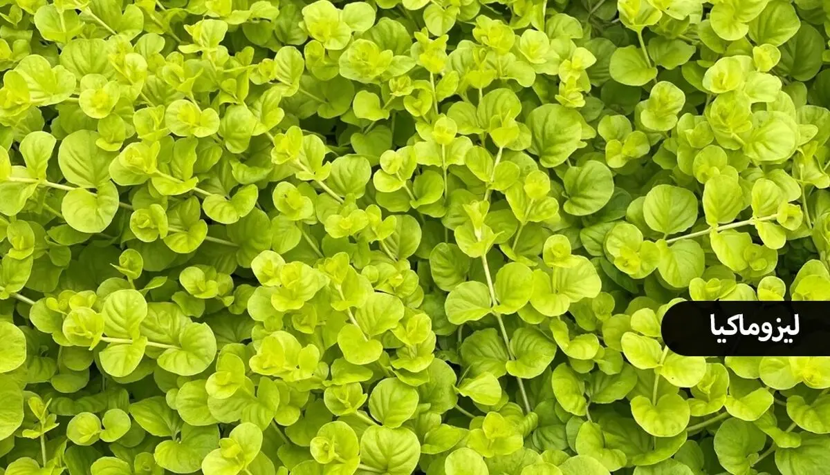 گیاهان چسبنده به دیوار 