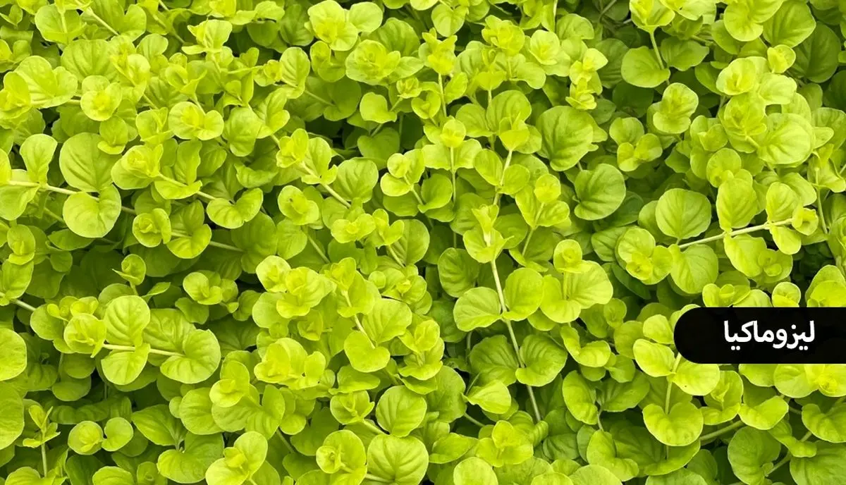 گیاهان چسبنده به دیوار 