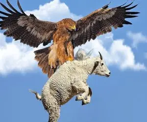 شاهکار حیات وحش؛ عقاب شریر ضربتی به مزرعه حمله کرد و یه بز قاپید نشخوار کرد