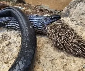 از جذابیت های حیات وحش؛ خریت و گشنگی باعث شد مار پیتون جوجه تیغی بخوره فنا شه