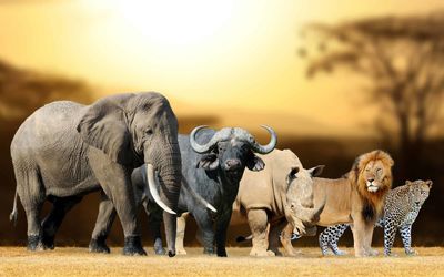 حیوانات غول جثه؛ 5 هیولای بزرگ آفریقا که عظمت و بزرگی اون ها نفس رو تو سینه بند میاره