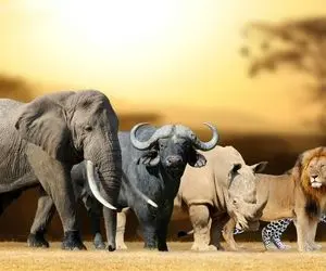 حیوانات غول جثه؛ 5 هیولای بزرگ آفریقا که عظمت و بزرگی اون ها نفس رو تو سینه بند میاره