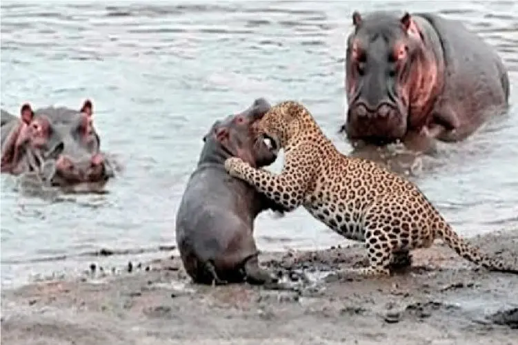 مستند حیات وحش؛ پلنگ برای شکار رفت ولی به کام مرگ غلتید