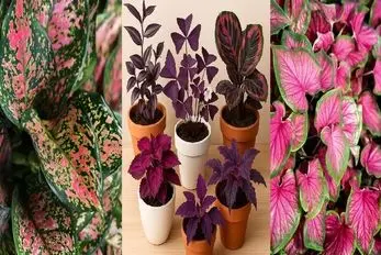 گیاهان آپارتمانی به رنگ بنفش و صورتی؛ ایجاد نقطه کانونی در فضای پذیرایی خانه های لوکس