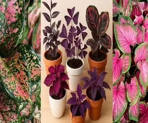 گیاهان آپارتمانی به رنگ بنفش و صورتی؛ ایجاد نقطه کانونی در فضای پذیرایی خانه های لوکس