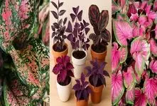 گیاهان آپارتمانی به رنگ بنفش و صورتی؛ ایجاد نقطه کانونی در فضای پذیرایی خانه های لوکس