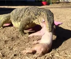 جذابیت حیات وحش/ خوک خسته احمقانه و منگ وایمیسه تا کومودو ببلعدش