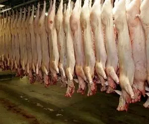 فرآوری خوک؛ بعد کندن پوست خوک قلمبه سفید میندازه دستگاه چرخ بشه برای کالباس