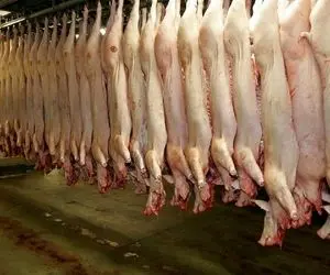 فرآوری خوک؛ بعد کندن پوست خوک قلمبه سفید میندازه دستگاه چرخ بشه برای کالباس