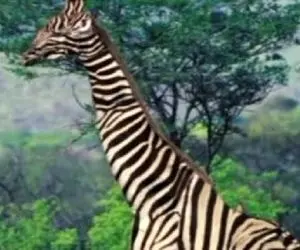 بازی فکری؛ 90% گاف میدن نمیتون بگن اشتباه تصویر زرافه تو جنگل چیه؟