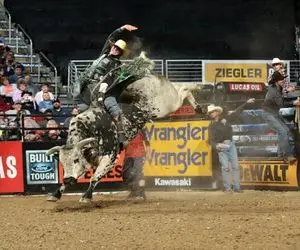 لعب نابخردانه؛ گاو ازازیل جفتک زنان و مزورانه گاوچرون کوبید به سقف عربده کشان رفت