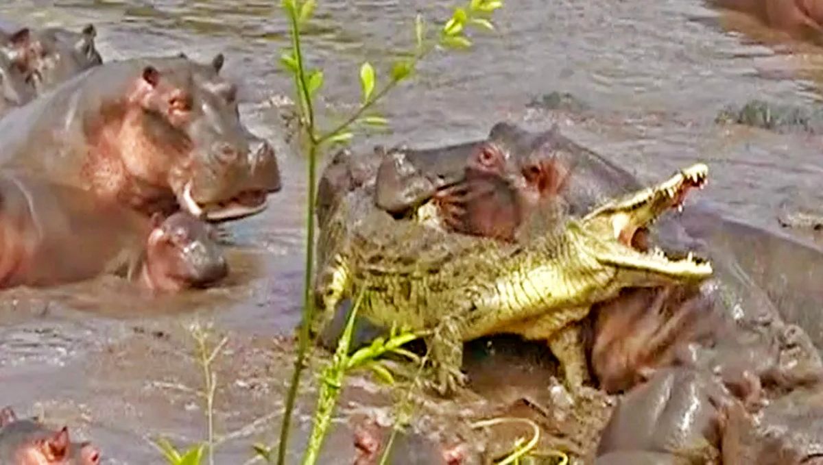Hippos Attack One Crocodile1