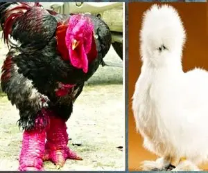 کارخانه حیوانات؛ با تزریق هورمون لاما و خروس پرنده شیرده تولید کرده با هیبت لاما