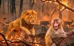 مستند حیات وحش؛ شیر برای نجات بچه به دل آتش میزنه البته نه بچه خودش بچه میمون
