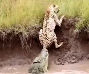 مستند حیات وحش؛ کروکودیل قصی دم پلنگ رو گرفت داره می کنه