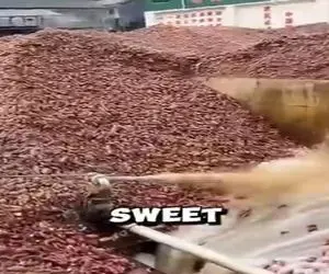 کارخانه ابرقدرت؛ سیب زمینی های داغونو تو 50 مرحله انقد سابیدن و پختن شد خوراکی لاکچری