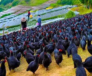 کارخانه حیوانات؛ میلیون ها مرغ سیاه و پروار میکنن پرشو جدا میفروشن گوشتشو جدا