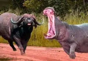 مستند حیات وحش؛ اسب آبی درسی به بوفالو داد تا عمر داره پا تو قلمروش نزاره